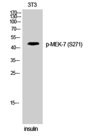 MEK-7 (phospho Ser271) rabbit pAb - image 1