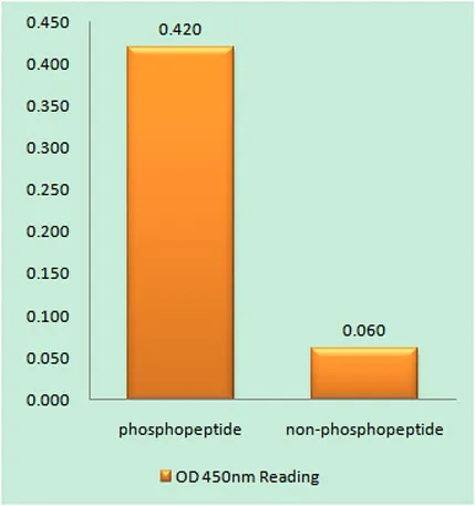 PKR (phospho Thr446) rabbit pAb - image 1