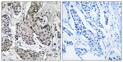 PRKX rabbit pAb - image 1
