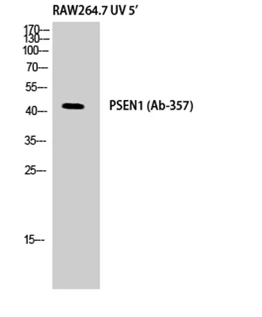 Presenilin 1 rabbit pAb