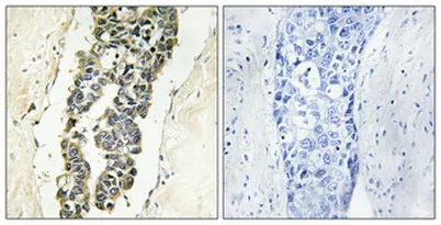 Presenilin 2 (phospho Ser330) rabbit pAb