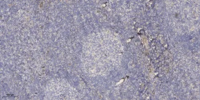 PSG3 rabbit pAb