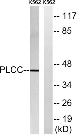 LPAAT-γ rabbit pAb