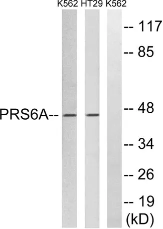 PSMC3 rabbit pAb