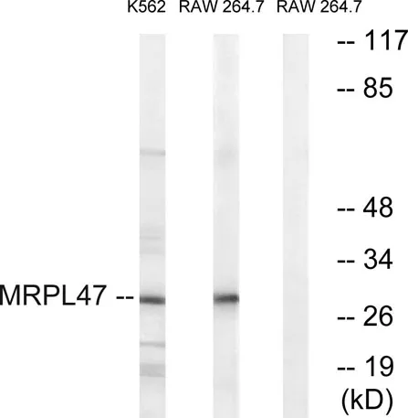 MRP-L47 rabbit pAb - image 1