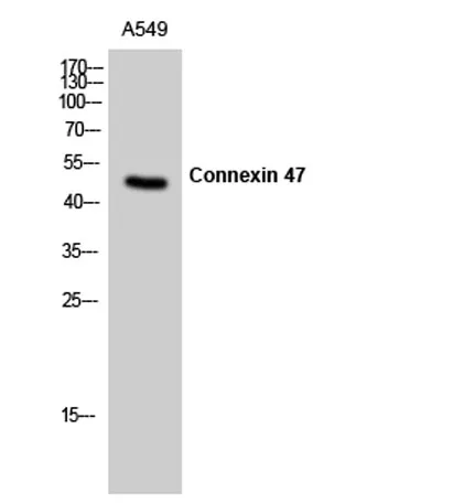 Connexin 47 rabbit pAb - image 1