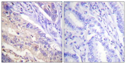 PTEN (phospho Ser385) rabbit pAb - image 1