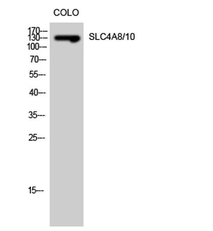 SLC4A8/10 rabbit pAb - image 1
