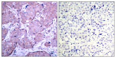 PTEN (phospho Ser380) rabbit pAb - image 1