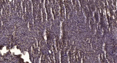 PGI2 synthase rabbit pAb - image 1