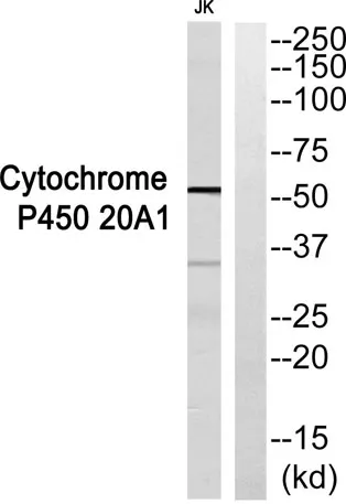 CYP20A1 rabbit pAb