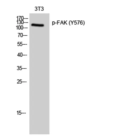 FAK (phospho Tyr576) rabbit pAb