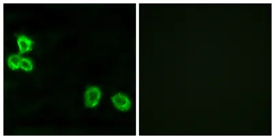 BAI-1 rabbit pAb - image 1