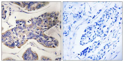 PSK2 rabbit pAb - image 1