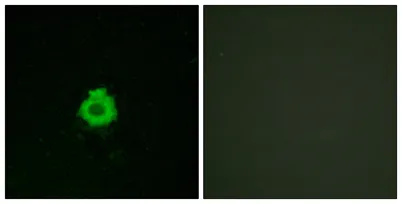 BAI-2 rabbit pAb - image 1