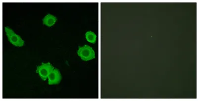 BAI-3 rabbit pAb - image 1