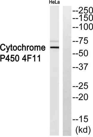 CYP4F11 rabbit pAb