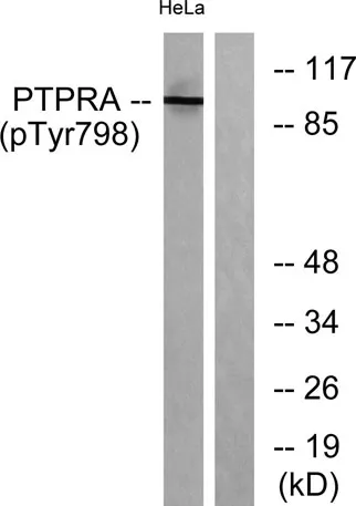 PTPα (phospho Tyr798) rabbit pAb - image 1