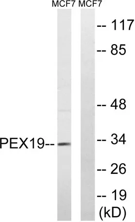 Peroxin 19 rabbit pAb - image 1
