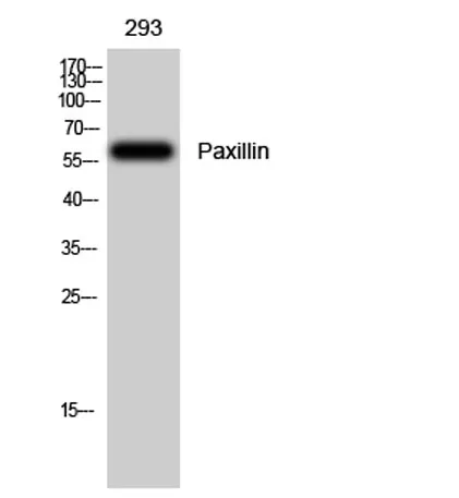 Paxillin rabbit pAb