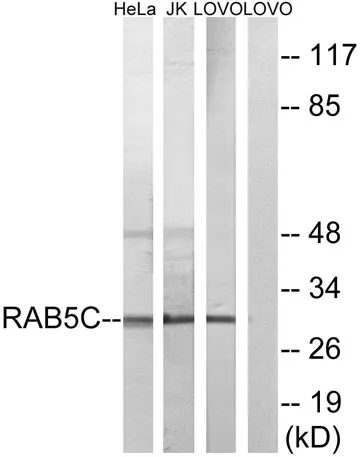 Rab 5C rabbit pAb