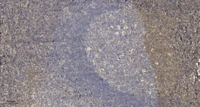 Rad9 rabbit pAb - image 1