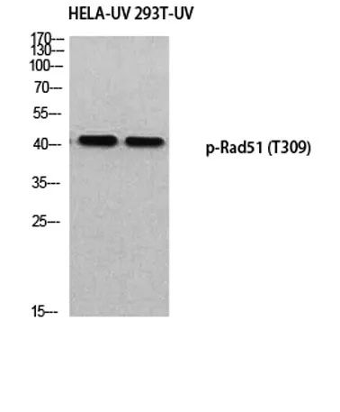 Rad51 (phospho Thr309) rabbit pAb - image 1