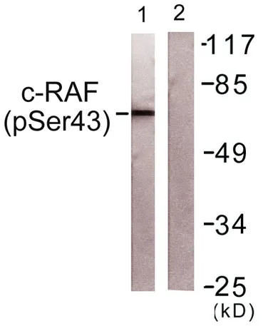 Raf-1 (phospho Ser43) rabbit pAb