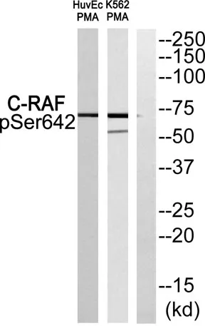 Raf-1 (phospho Ser642) rabbit pAb
