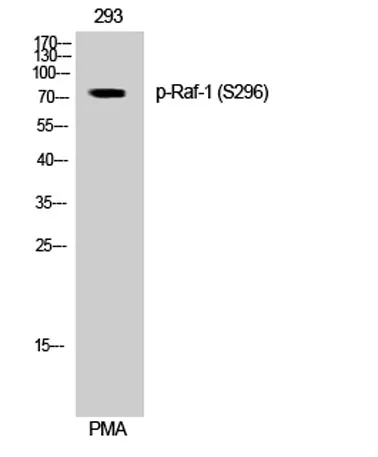 Raf-1 (phospho Ser296) rabbit pAb