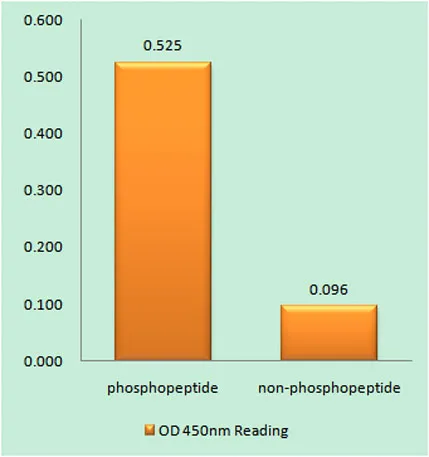 Raf-1 (phospho Ser621) rabbit pAb