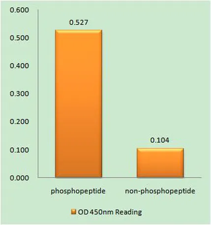 Raf-1 (phospho Ser289) rabbit pAb - image 1