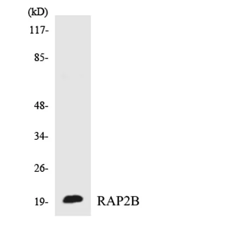 Rap 2B rabbit pAb - image 1
