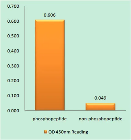 Rb (phospho Ser811) rabbit pAb - image 1