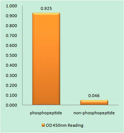 Rb (phospho Ser608) rabbit pAb - image 1
