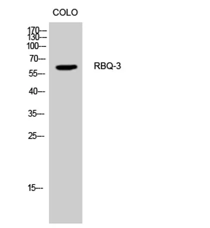RBQ-3 rabbit pAb - image 1