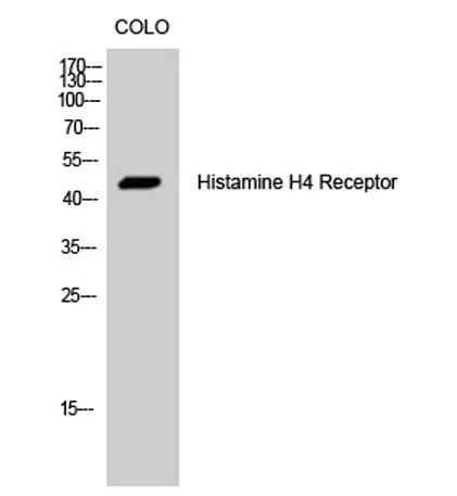 Histamine H4 Receptor rabbit pAb - image 1