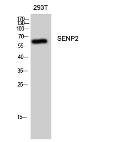 SENP2 rabbit pAb - image 1