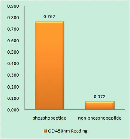 Bcl-2 (phospho Thr69) rabbit pAb - image 1