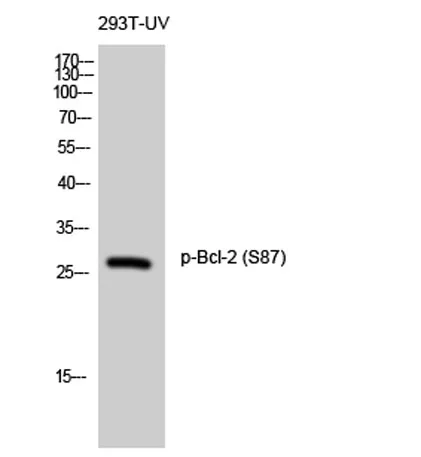 Bcl-2 (phospho Ser87) rabbit pAb - image 1