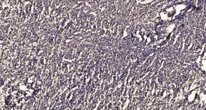 Bcl-2 (phospho Thr74) rabbit pAb - image 1