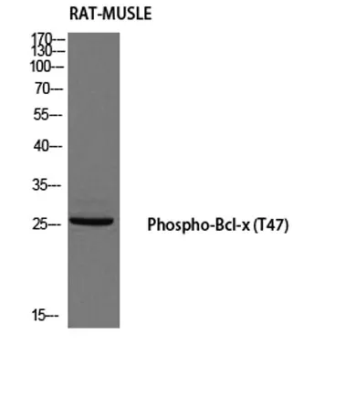 Bcl-x (phospho Thr47) rabbit pAb - image 1