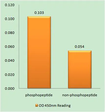Bcl-x (phospho Thr115) rabbit pAb - image 1