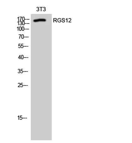 RGS12 rabbit pAb - image 1