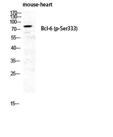 Bcl-6 (phospho Ser333) rabbit pAb - image 1