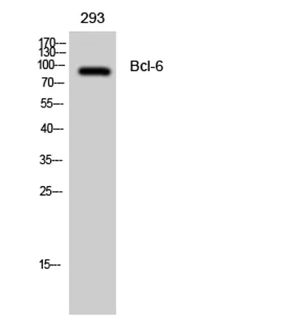 Bcl-6 rabbit pAb - image 1