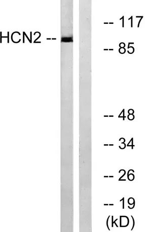 HCN2 rabbit pAb