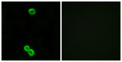 Ribosomal Protein L3L rabbit pAb - image 1