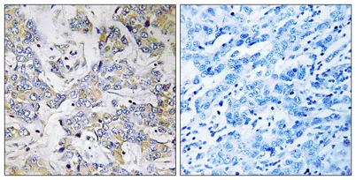 Ribosomal Protein L37 rabbit pAb