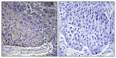 Ribosomal Protein L37A rabbit pAb